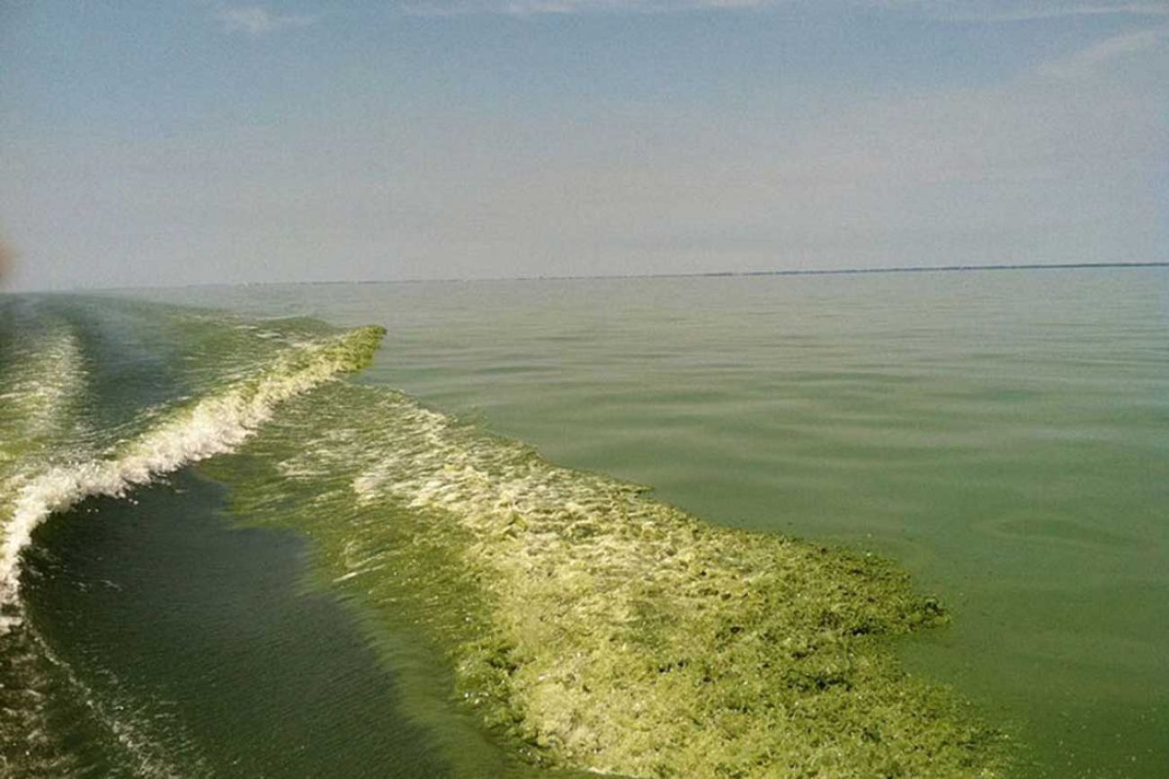 algae blooms