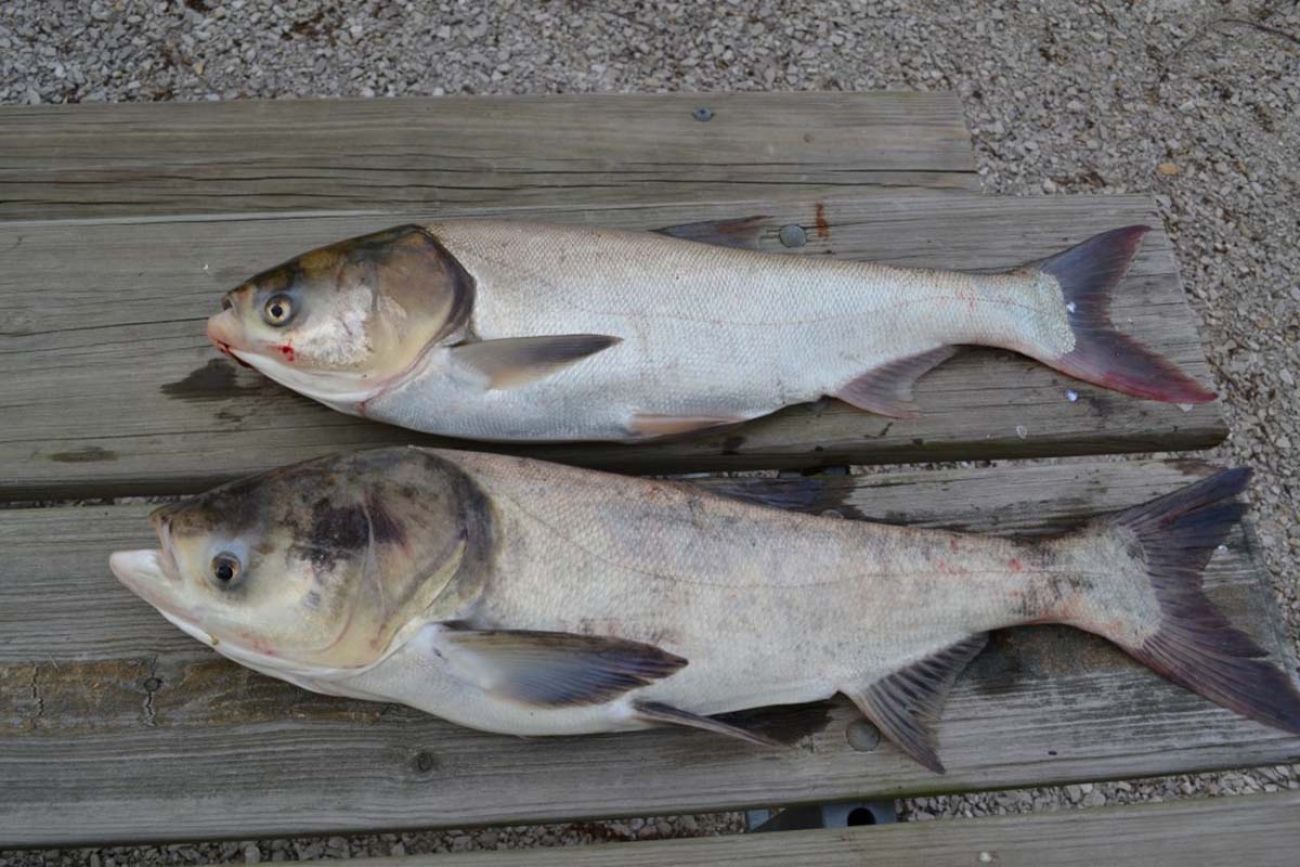 Asian carp 