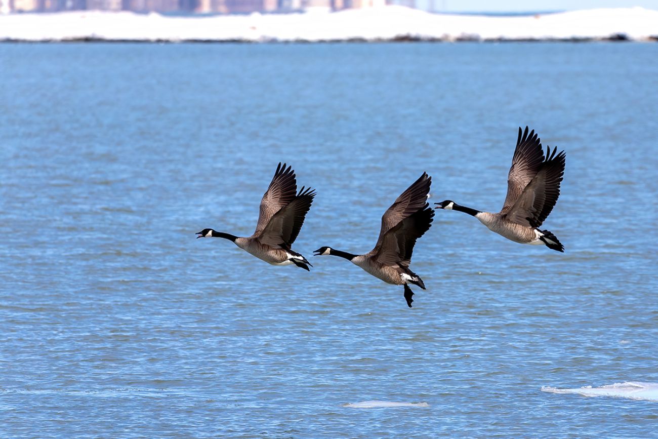 Canada geese