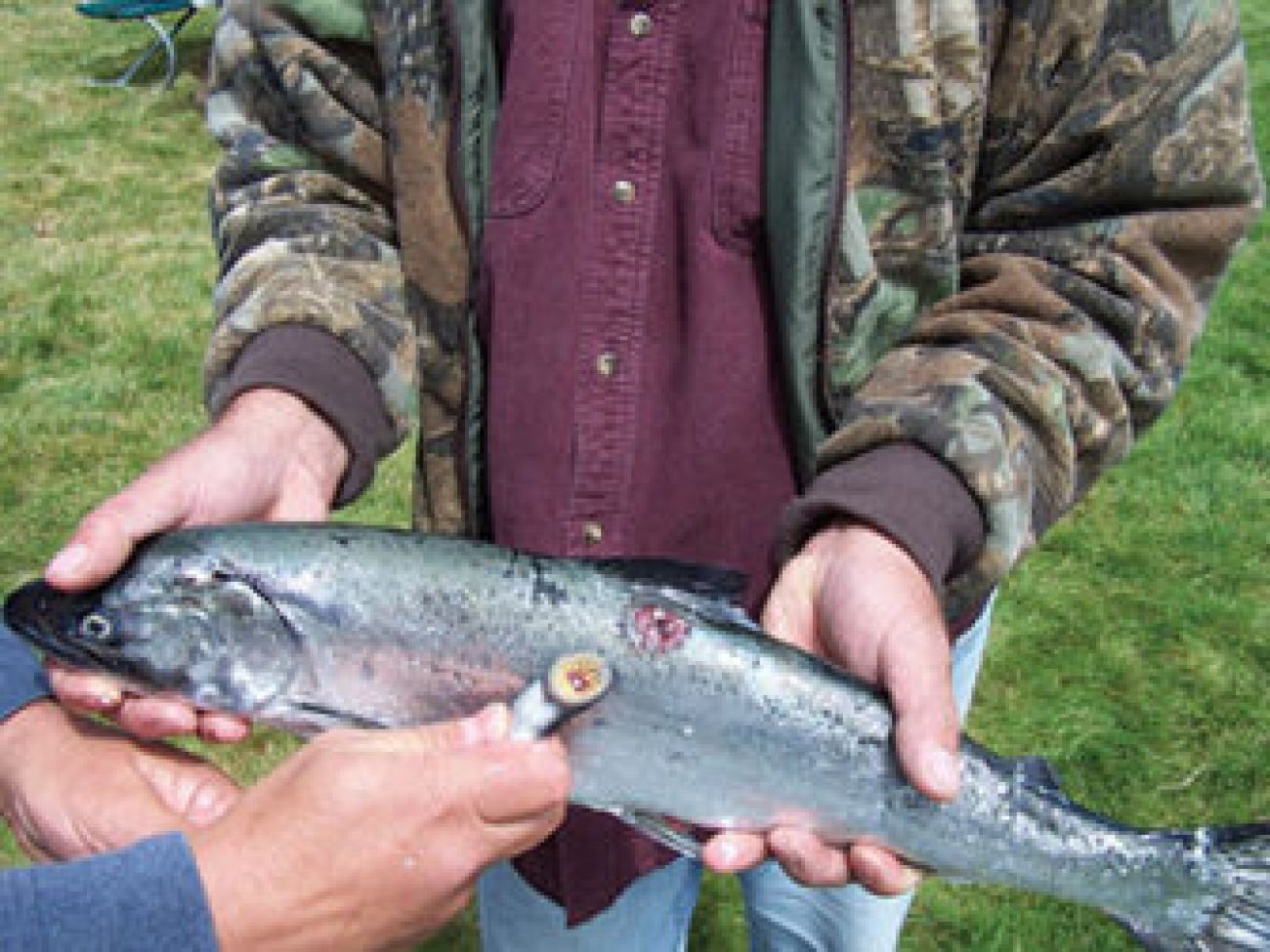 sea lamprey 