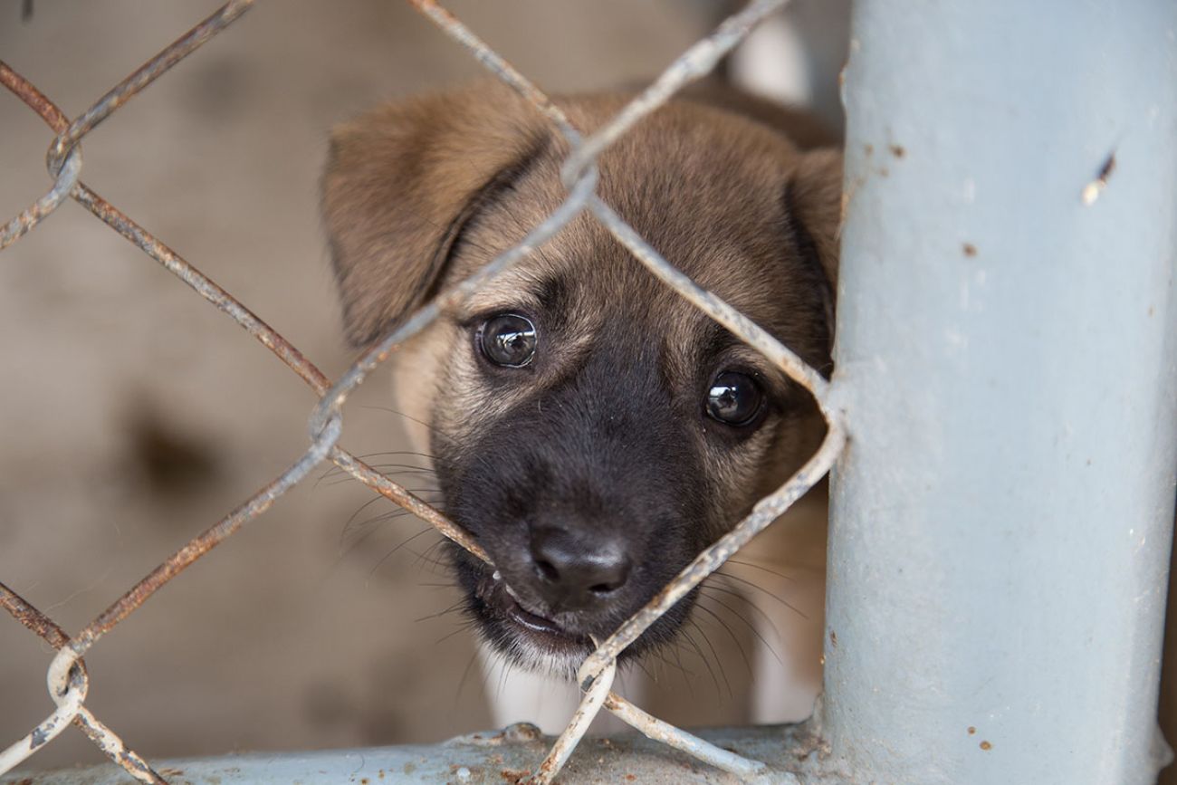 dog in cage