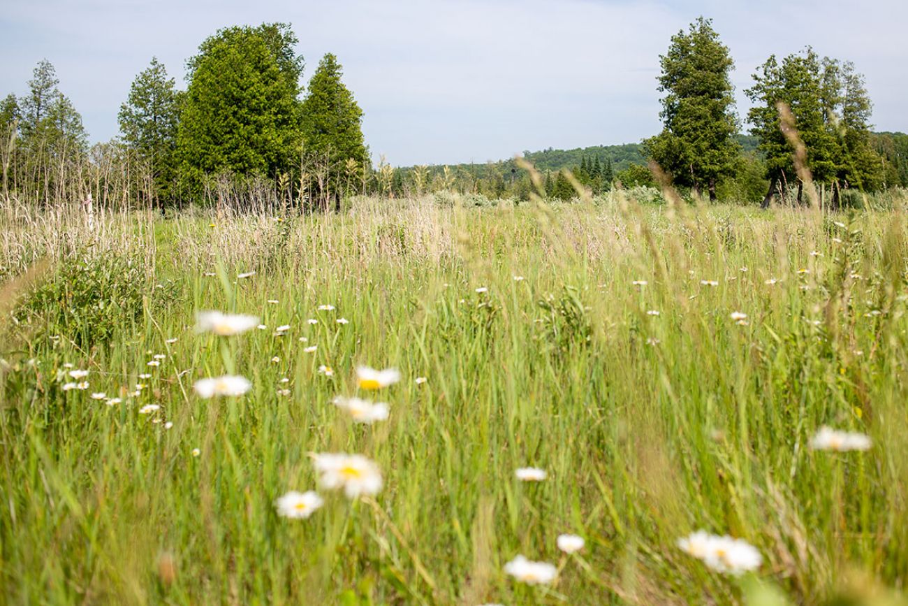 grass with a bunch of flowers