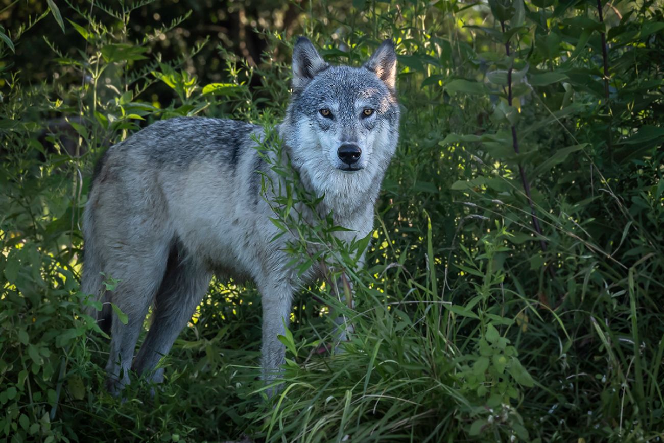 wolf in field