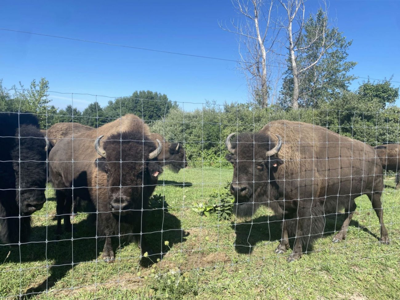 bison