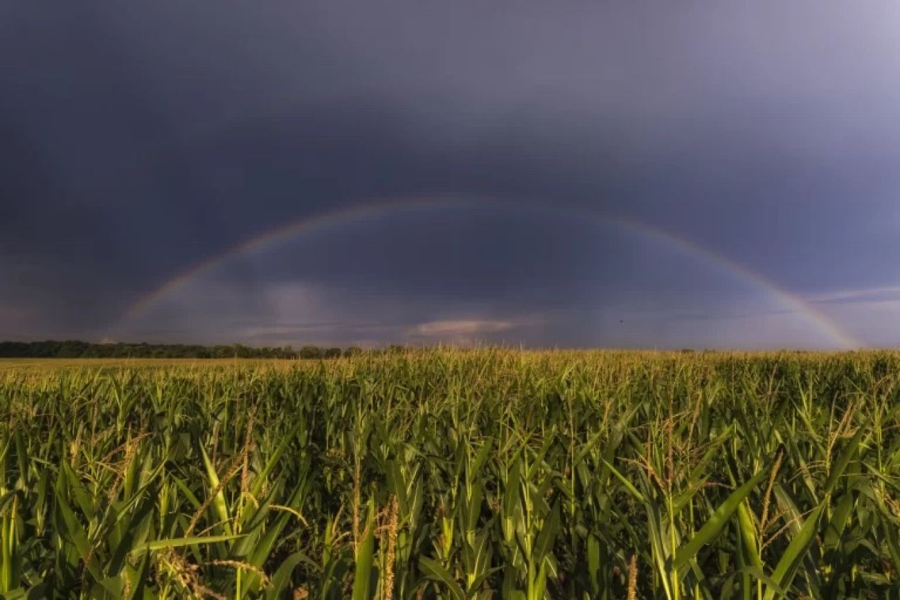 rainbow over field