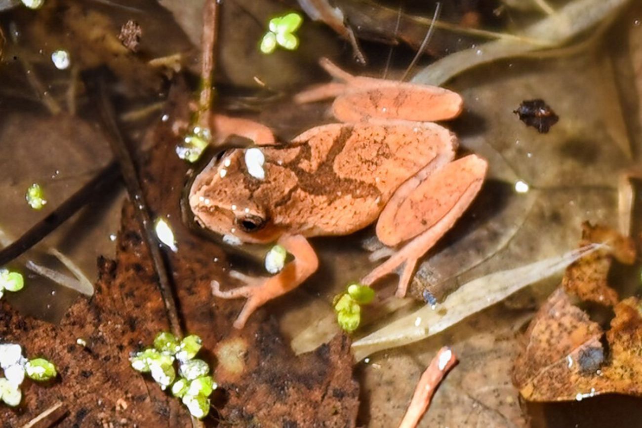 tiny spring peeper