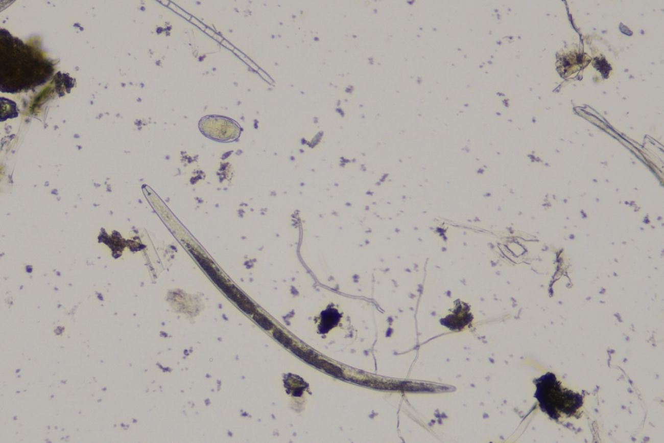 root lesion nematode