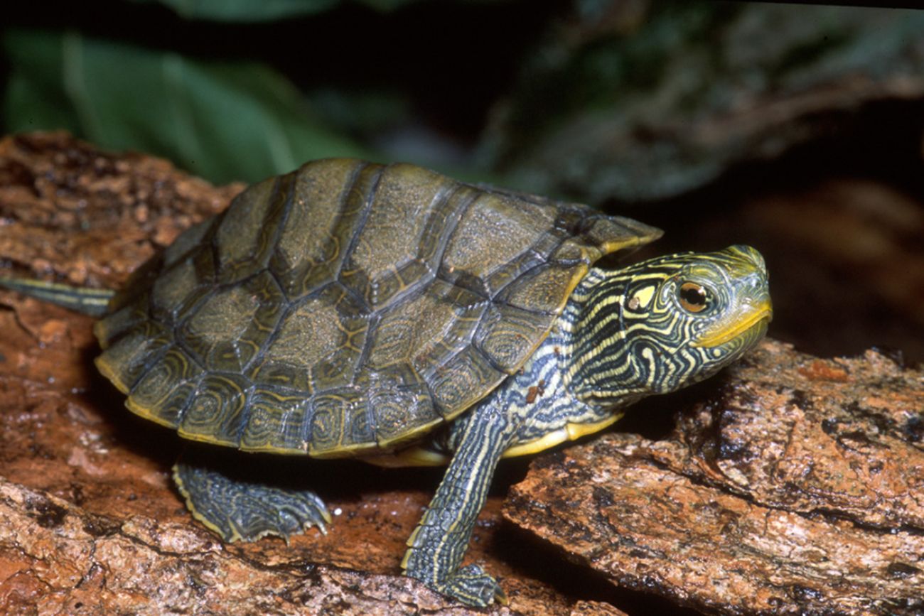 turtle on the log