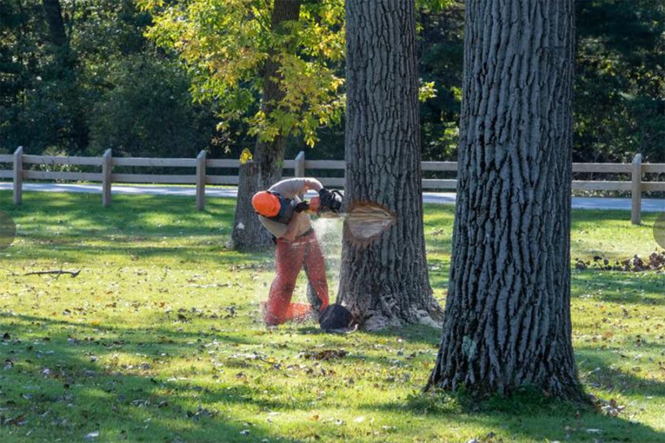 cut down tree