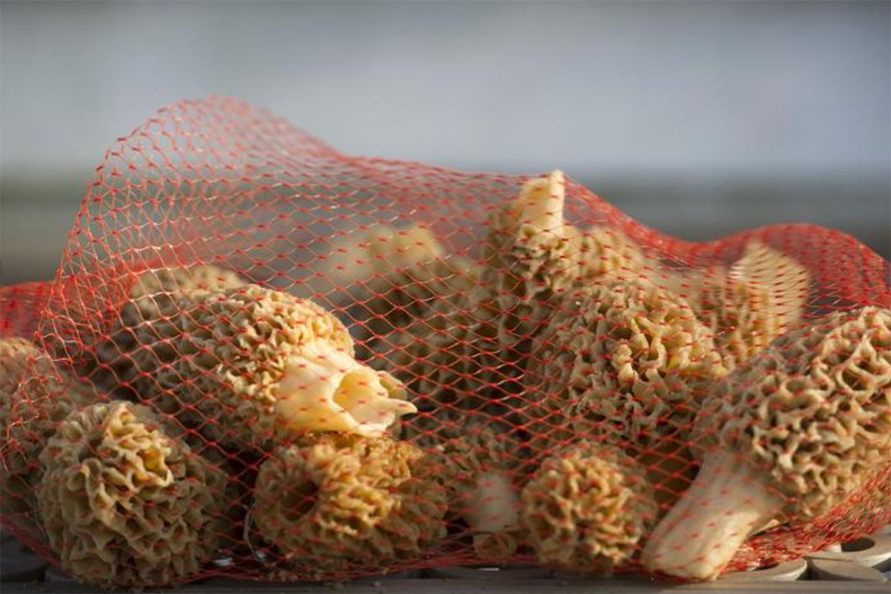 A bag of Morel mushrooms 