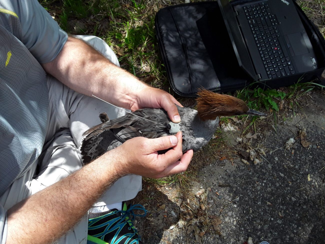 person holding mallard 