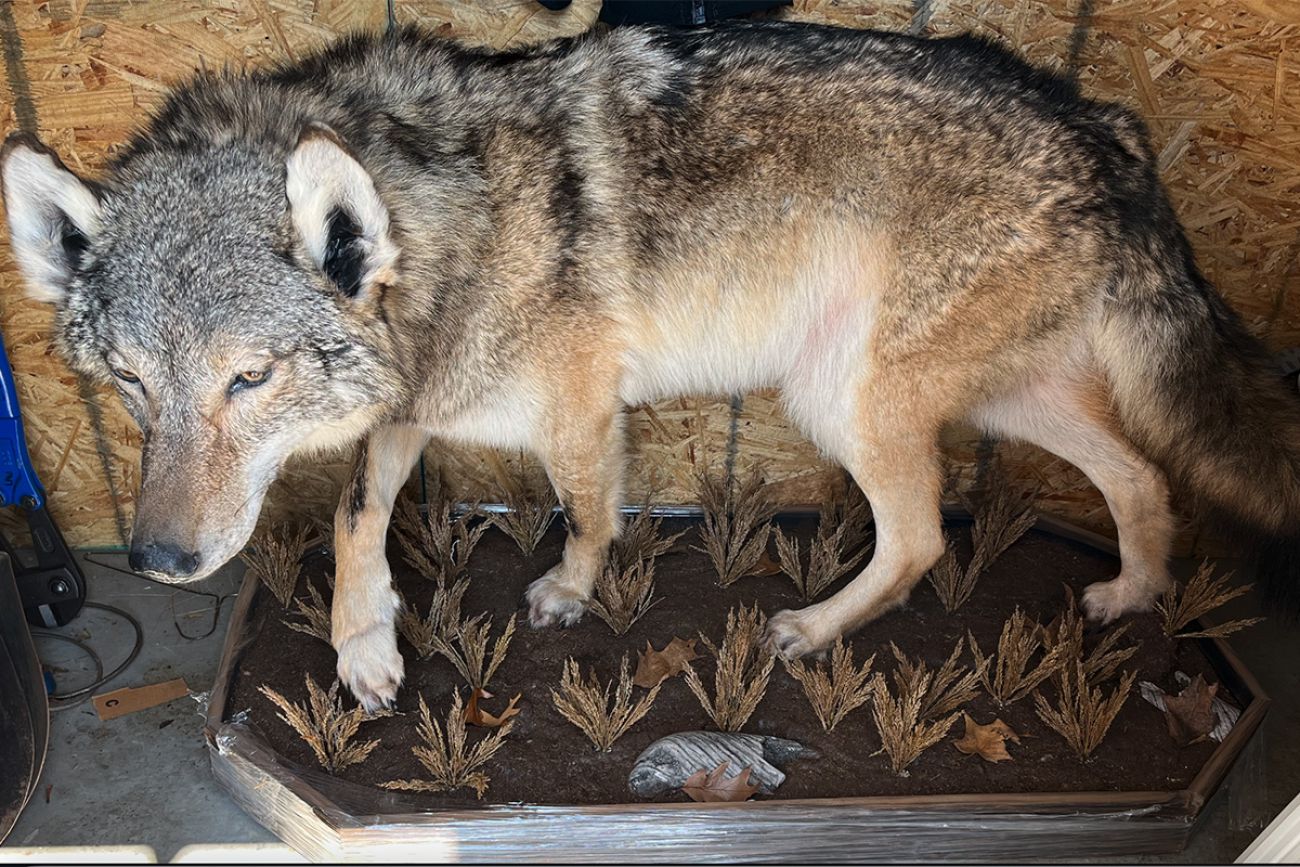 taxidermied wolf