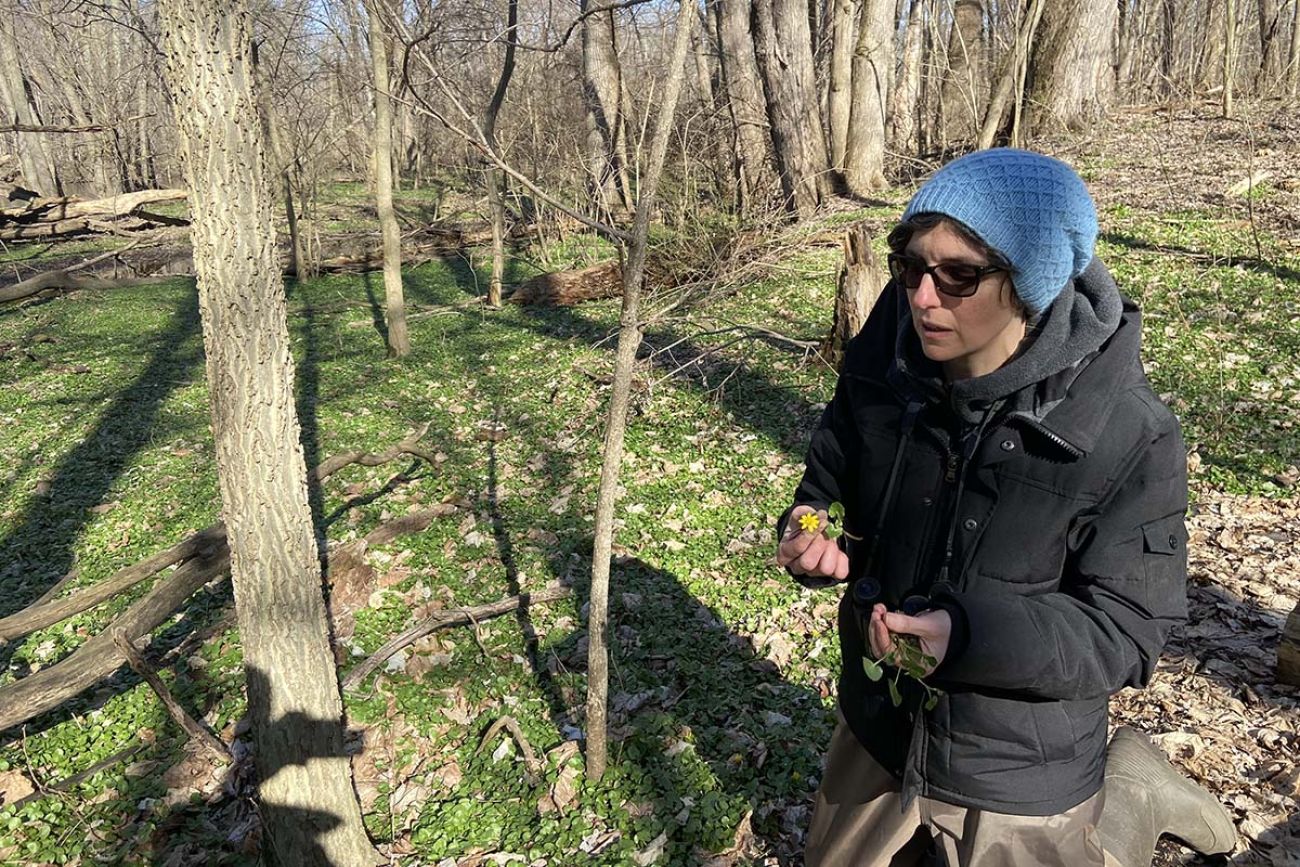 Rachel Cuschieri-Murray holding a lesser celandine plant