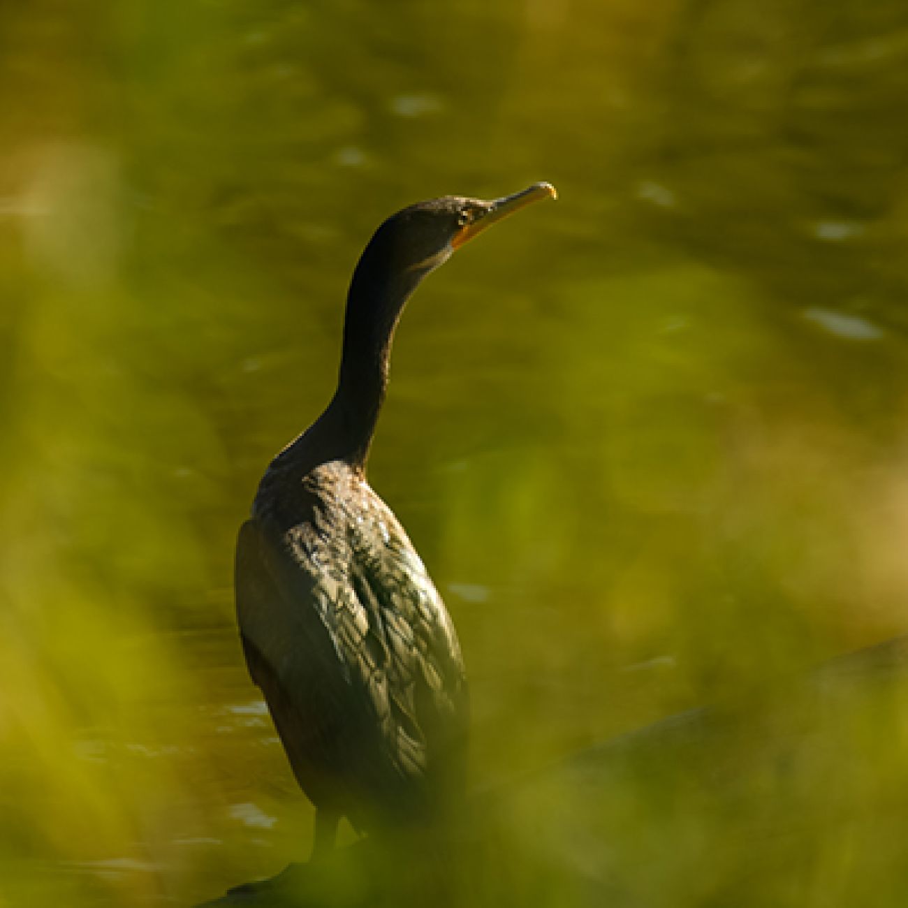 a dark-colored bird, green background 