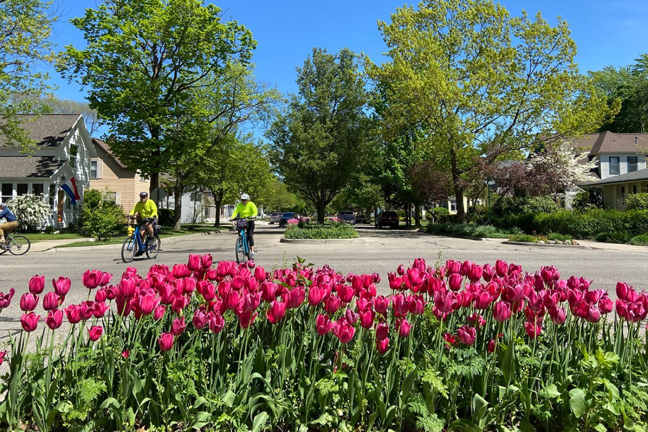 purple tulips in Holland, Michigan 