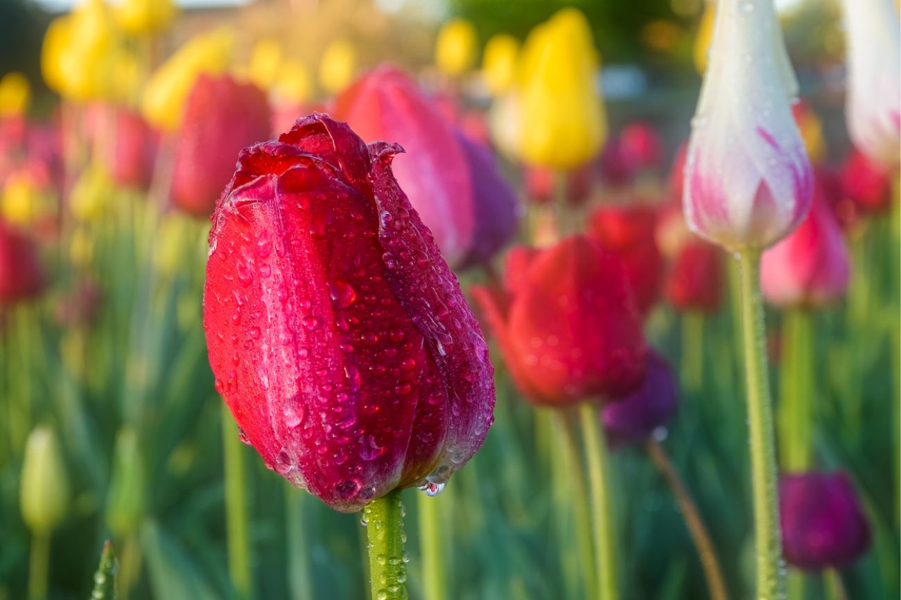  Water droplets on a red tulip, during the Holland Tulip Festival 