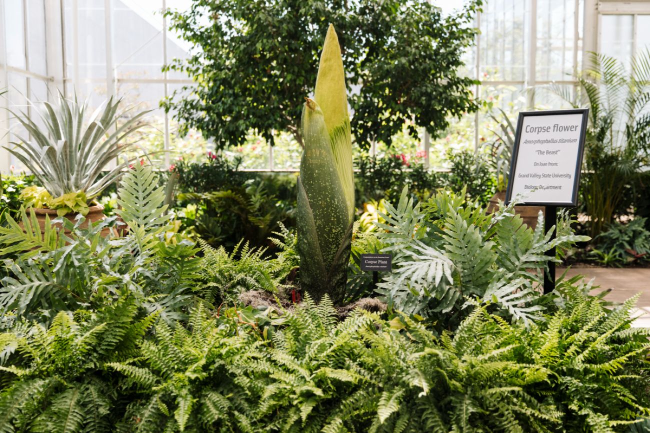 Corpse flower in a greenhouse