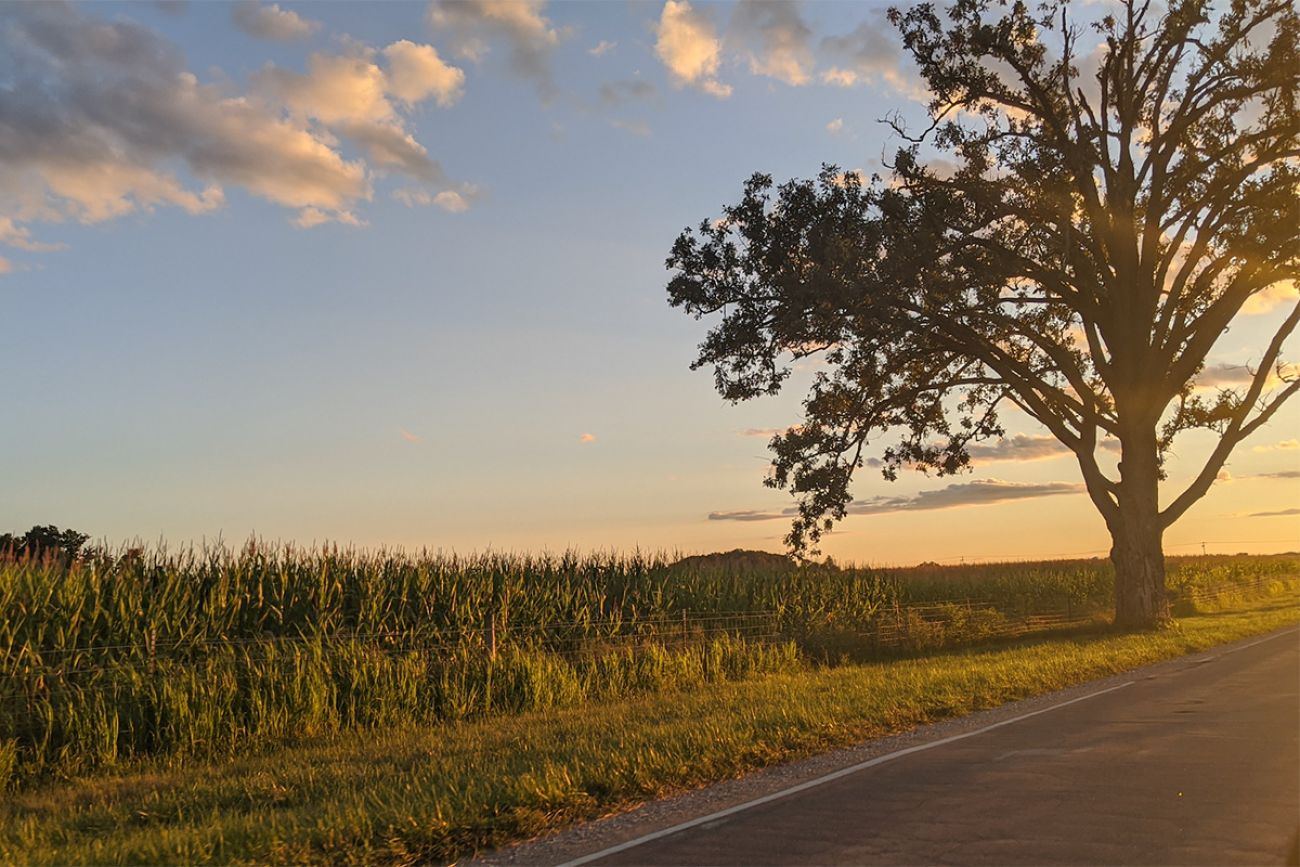 a cornfield at sunset 