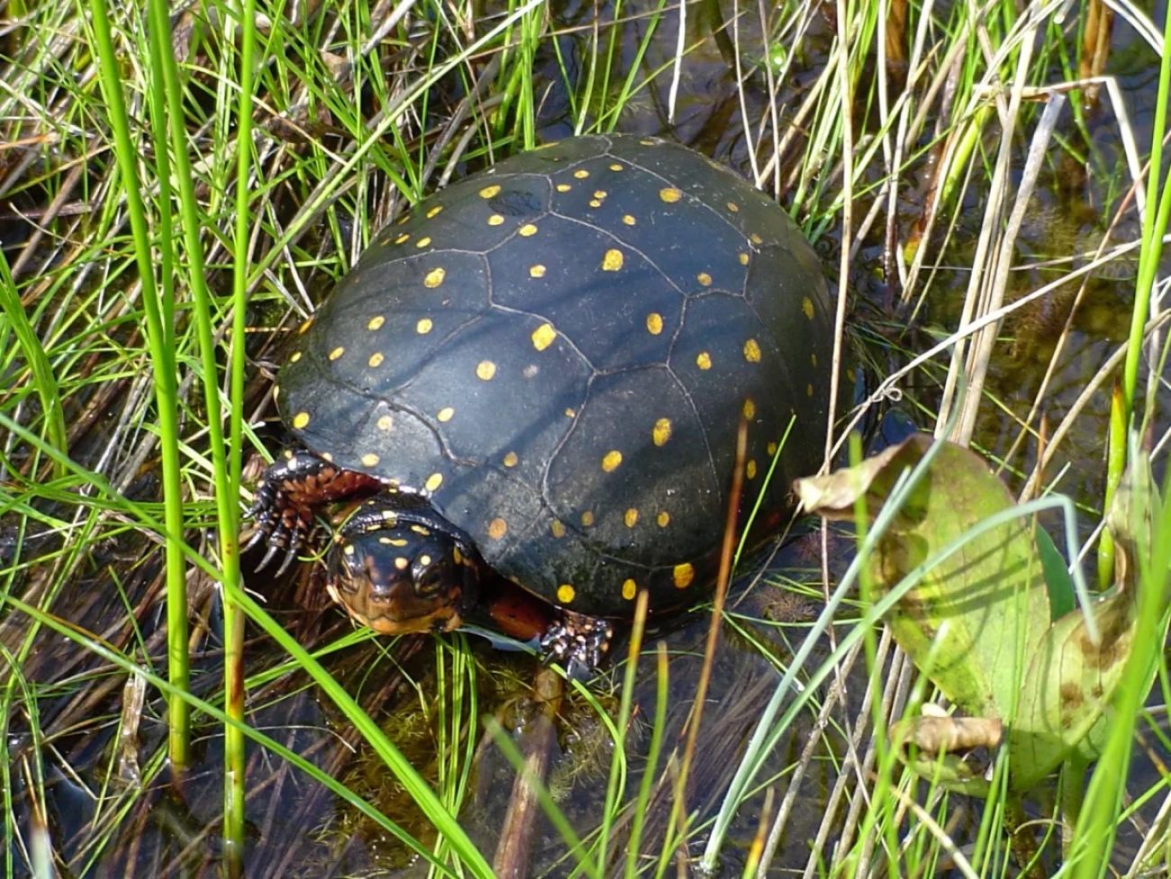 A turtle with yellow spots on its shell