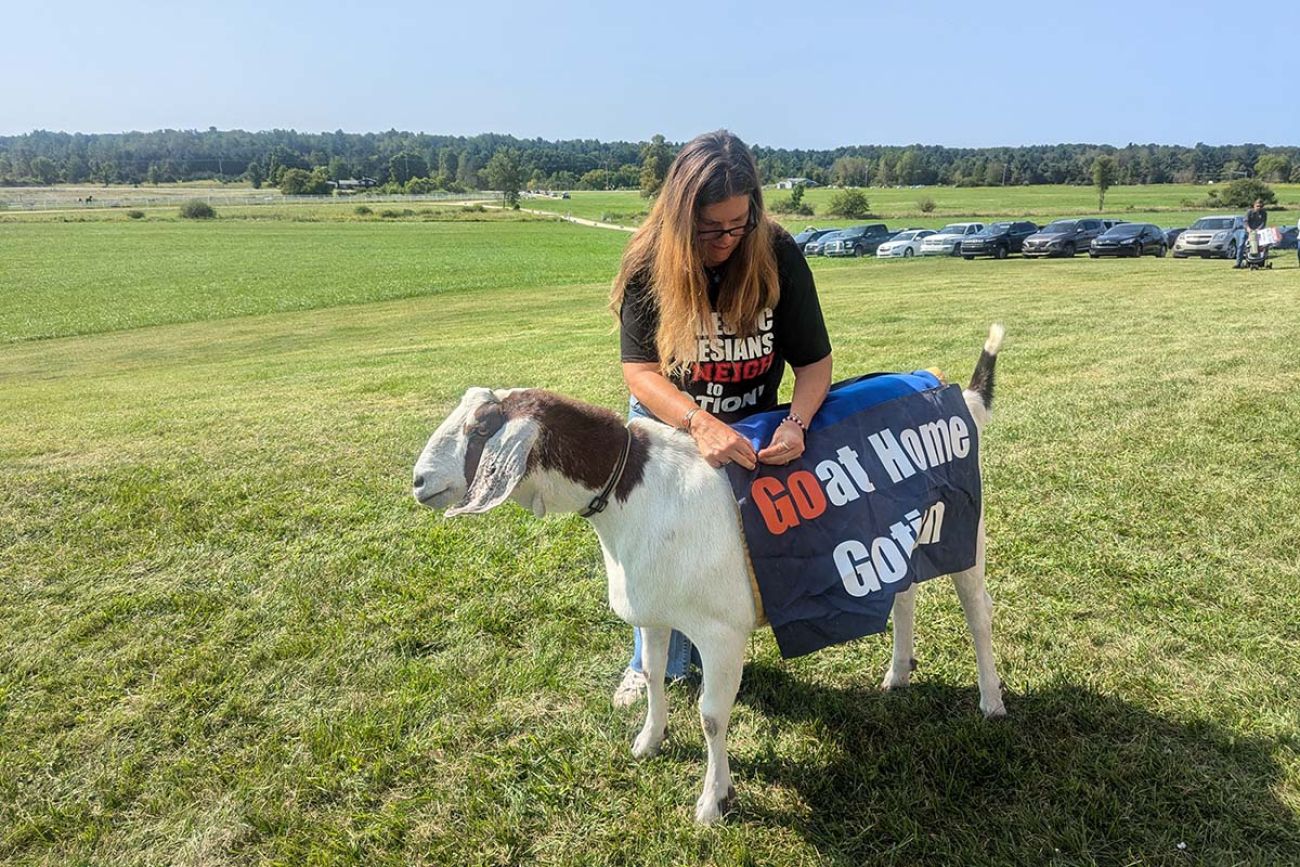 A goat with a blue jacket that says “Goat Home Gotion.” A woman is standing next to the goat