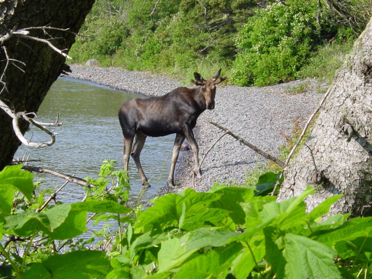  Young bull moose walking out of lake