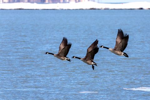 Canada geese