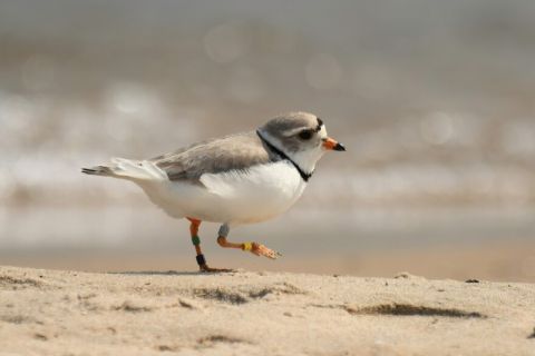 plover chick