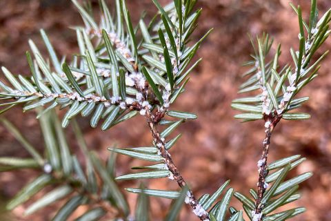 Hemlock wooly adelgids