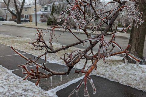 ice on a tree