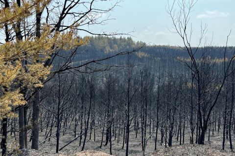 Scorched trees 