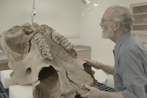 Dan Fisher looking at an ancient mammal