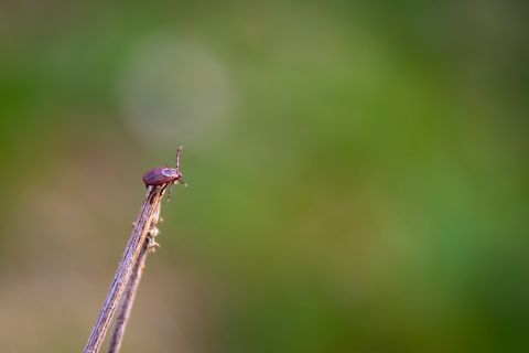 Tick crawls on stick