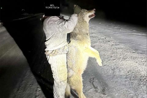 Man holding up dead wolf