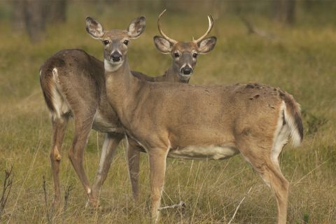 two deers in a field