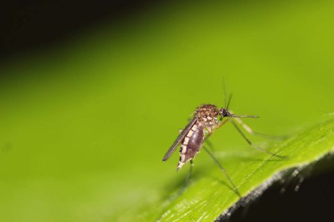 Mosquito on a leaf