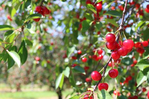 Northern Michigan cherries on the tree