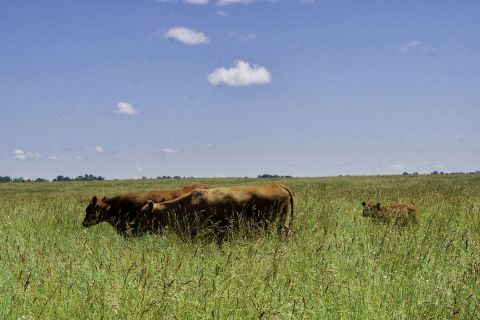 Brown cows in a field