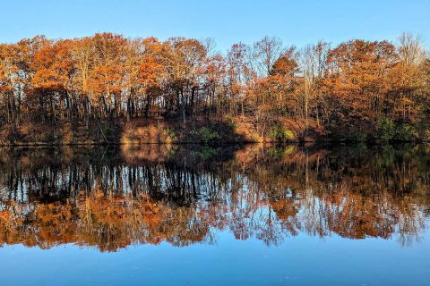 Orange leaves in trees by a lake