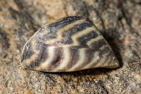 Zebra Mussel close up. It has brown and white stripes