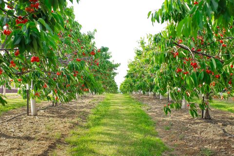 An orchard of cherry trees in Westfield, New York