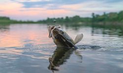 walleye