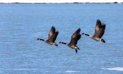 Canada geese