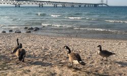 geese walking on the beach