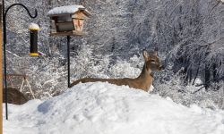 deer near of birdhouse