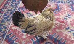 Peanut the chicken on a rug