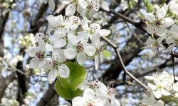 Fruit tree