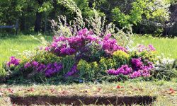 flowers with a hole in the ground