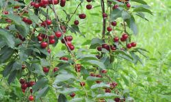 cherries on a tree