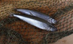 small smelt in a net