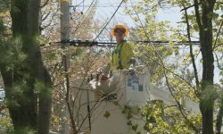 A utility worker a truck, near the tree